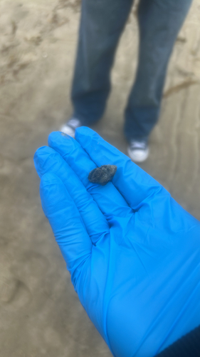 Ilyanassa obsoleta observed 2026-10-16