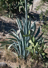 Agave rhodacantha