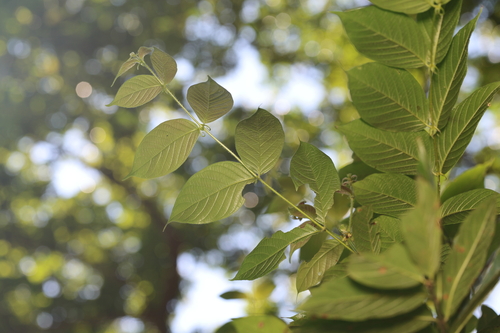 Uncaria observed 2026-10-14