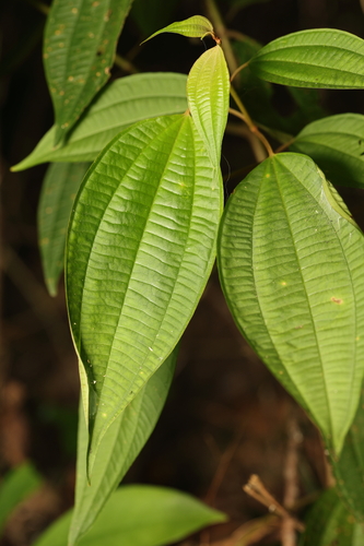 Blastus cochinchinensis observed 2026-10-14
