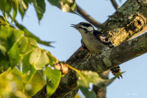 Downy Woodpecker