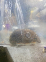 Heteromys pictus hispidus