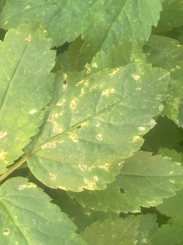 Septoria observed 2026-10-16