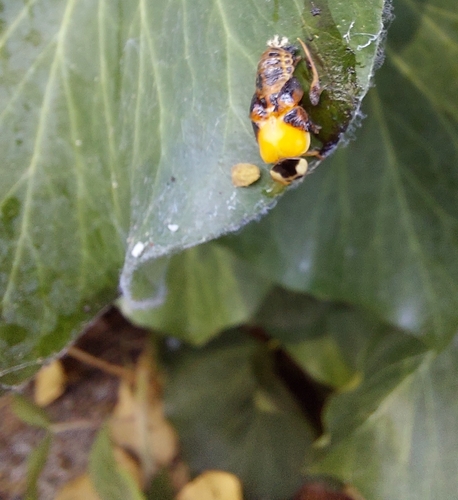 Asian Lady Beetle