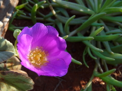 Calandrinia polyandra