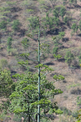 Agave rhodacantha