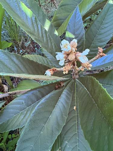 Loquat