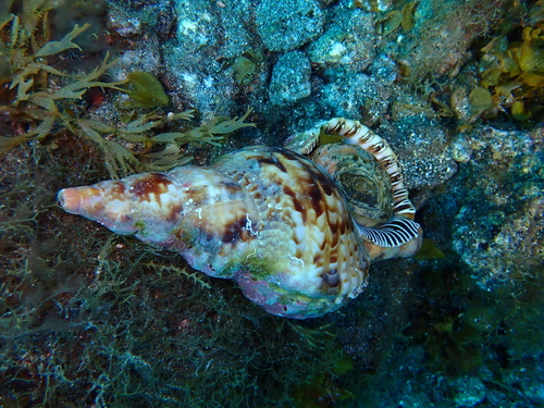 Charonia tritonis observed 2026-10-09