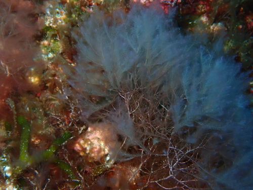 Lophocladia trichoclados observed 2026-10-09