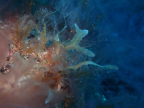Cystoseira compressa observed 2026-10-09
