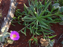 Calandrinia polyandra