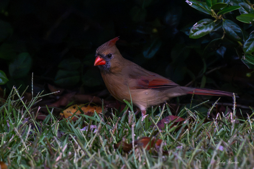 Northern Cardinal
