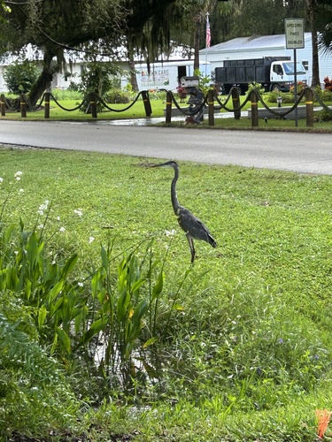 Great Blue Heron