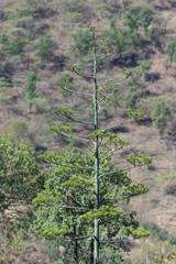 Agave rhodacantha