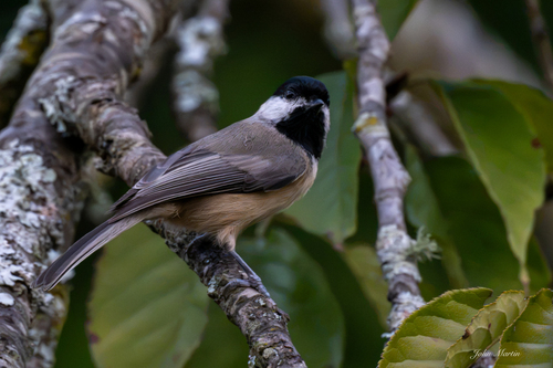 Carolina Chickadee