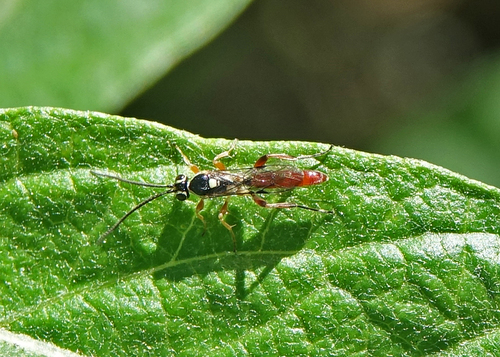 iNaturalist observation photo of Ichneumonini