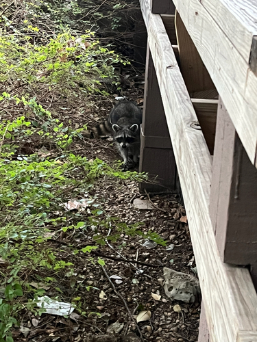 Common Raccoon