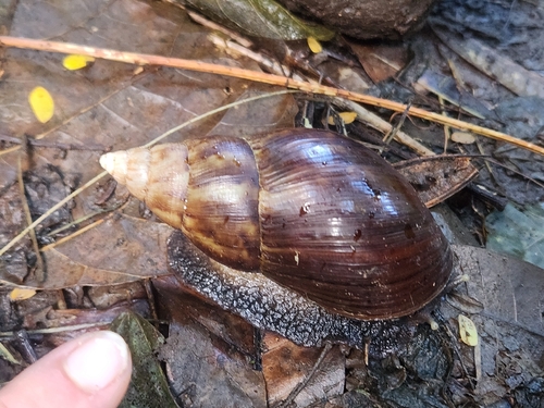 Achatina fulica observed 2026-10-16