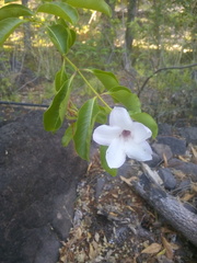 Cryptostegia
