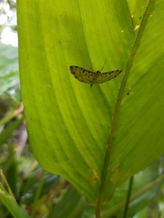Pycnarmon cribrata