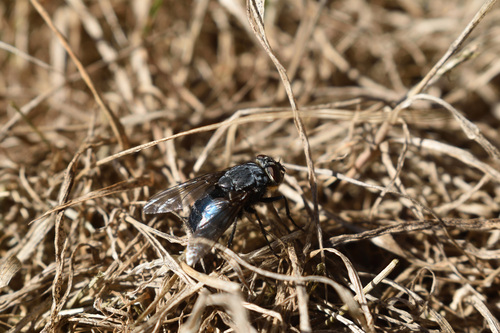 Calliphora vomitoria, 2026-10-16