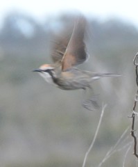 Gliciphila melanops