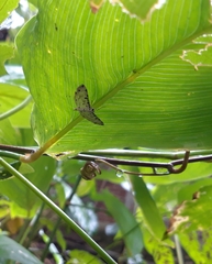 Pycnarmon cribrata
