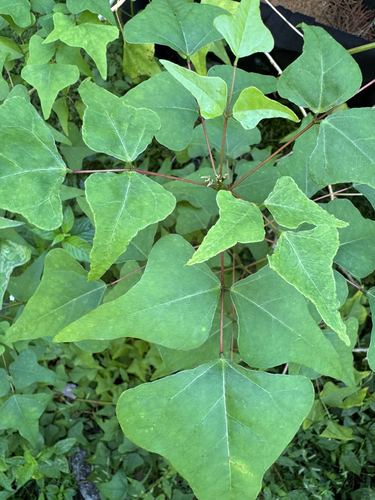 Eastern Coral Bean