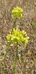 Allium scabriscapum