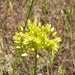 Allium scabriscapum - Photo (c) Shahrzad Fattahi, alguns direitos reservados (CC BY-NC), uploaded by Shahrzad Fattahi