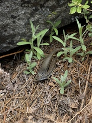 Elgaria coerulea palmeri
