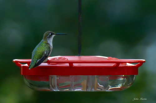 Ruby-throated Hummingbird