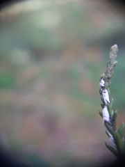 Paraferrisia podocarpi