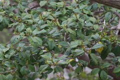 Ilex opaca opaca