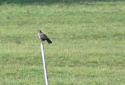 Common Buzzard
