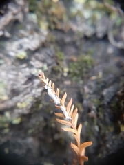 Paraferrisia podocarpi