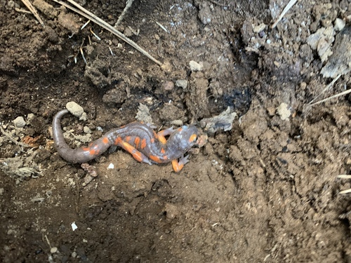 iNaturalist observation photo of Sierra Nevada Ensatina