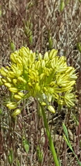 Allium scabriscapum