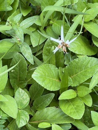 Rhynchospora pura, 2026-10-16