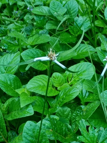 Rhynchospora pura, 2026-10-16