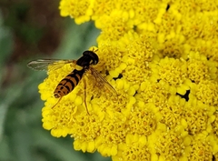 Sphaerophoria pyrrhina