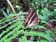 Parataygetis albinotata