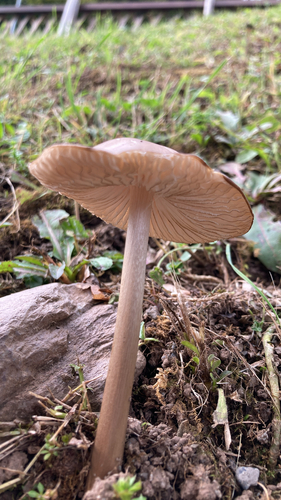 rooting shank