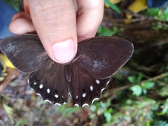 Parataygetis albinotata