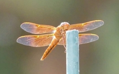 Libellula saturata
