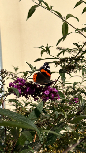Red Admiral