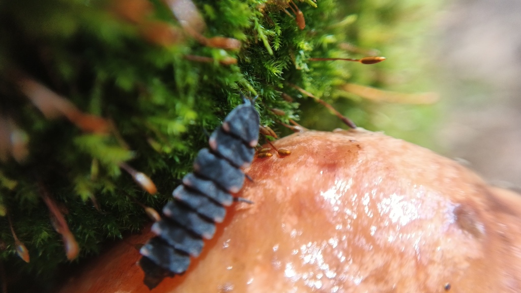 European Glow-worm