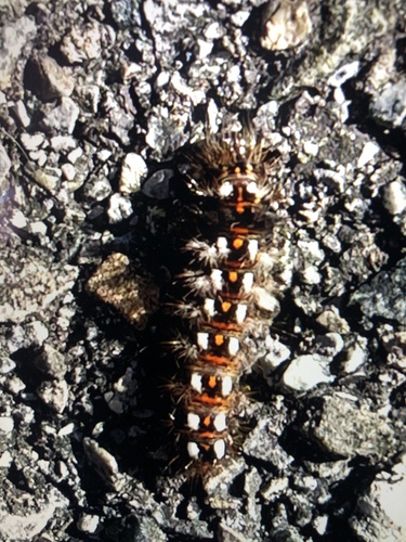 Knot Grass Moth