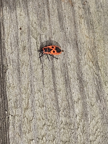 European Firebug