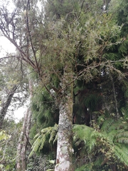 Dacrycarpus dacrydioides